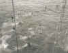 swimcall.jpg (27394 bytes)